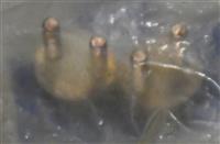 SP-0110 | DSC_0234.JPG